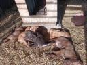 Vizsla puppies