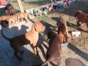 Vizsla puppies