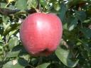 Starking apple