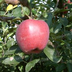 Starking apple