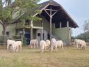 Cielęta rasy Charolais na sprzedaż