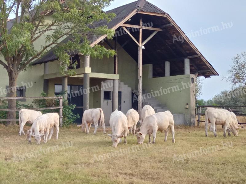 Cielęta rasy Charolais na sprzedaż