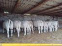 Charolais calves for sale