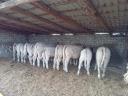 Charolais calves for sale