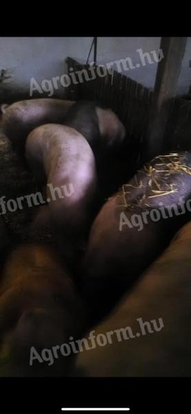 Fattened pigs for sale