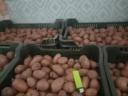 Red Scarlet potatoes