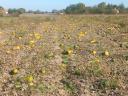 Fodder pumpkins