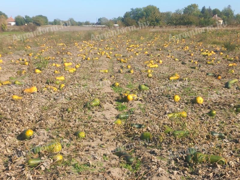 Fodder pumpkins