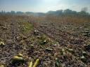 Fodder pumpkins