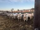 Plemenné jalovice Charolais na prodej