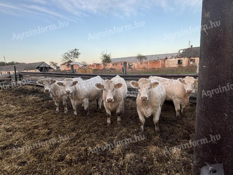 Reinrassige Charolais-Färsen zu verkaufen