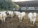 Pedigree Charolais heifers for sale