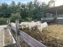 Pedigree Charolais heifers for sale