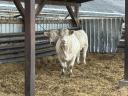 Pedigree Charolais heifers for sale