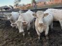 Pedigree Charolais heifers for sale