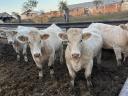 Reinrassige Charolais-Färsen zu verkaufen