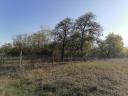 3 hectares of grassland, pasture for sale in Kiskunhalas, Alsószállás