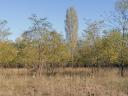 3 hectares of grassland, pasture for sale in Kiskunhalas, Alsószállás