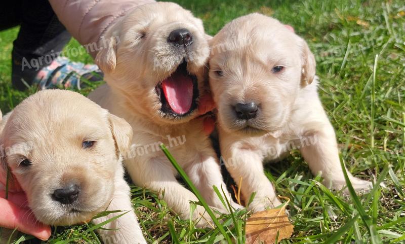 Purebred Golden Retriever