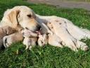 Purebred Golden Retriever