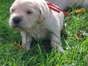 Purebred Golden Retriever