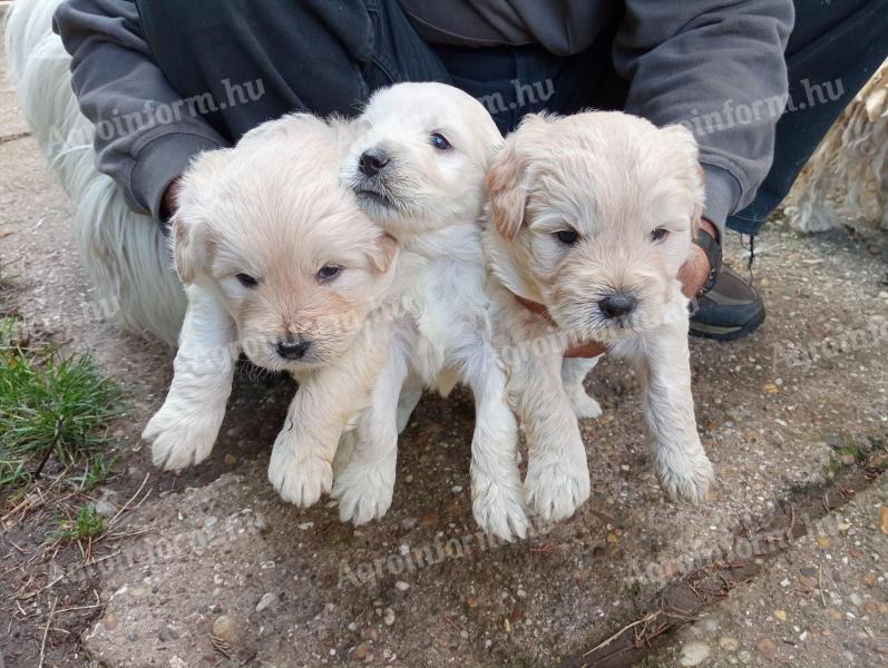 White Puli