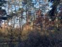 For sale forest - pine forest