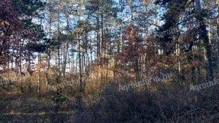 For sale forest - pine forest