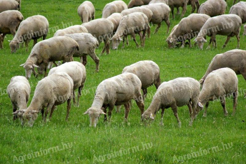 Native Hungarian merino stock