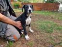 American bulldog mix căței