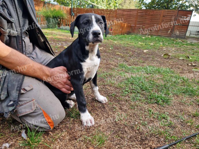 Amerikanische Bulldoggen-Mischlingswelpen