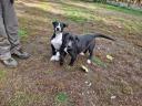 American bulldog mix puppies