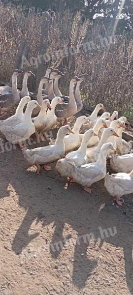 Hortobágy ducks for sale