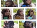 Purebred Lagotto dog, Italian Water Dogs - truffle hunters