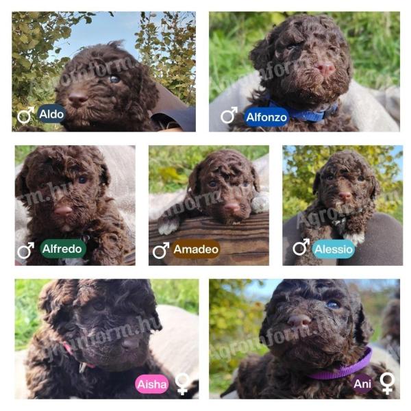 Purebred Lagotto dog, Italian Water Dogs - truffle hunters