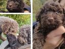 Purebred Lagotto dog, Italian Water Dogs - truffle hunters