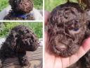 Purebred Lagotto dog, Italian Water Dogs - truffle hunters