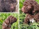 Purebred Lagotto dog, Italian Water Dogs - truffle hunters