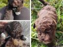 Purebred Lagotto dog, Italian Water Dogs - truffle hunters