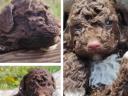 Purebred Lagotto dog, Italian Water Dogs - truffle hunters