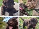 Purebred Lagotto dog, Italian Water Dogs - truffle hunters