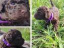 Purebred Lagotto dog, Italian Water Dogs - truffle hunters