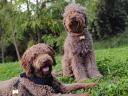 Câine Lagotto de rasă pură, câini de apă italieni - vânători de trufe