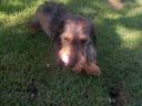 Spiny-haired dachshund adult dog