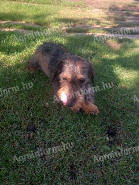 Dachshund cu păr spinos câine adult