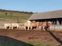 16 other beef (blonde) cows for sale with calf