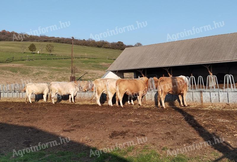 16 ďalších hovädzích (blond) kráv na predaj s teľatami