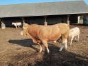 16 other beef (blonde) cows for sale with calf