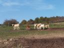 16 innych krów mięsnych (blond) na sprzedaż z cielakiem