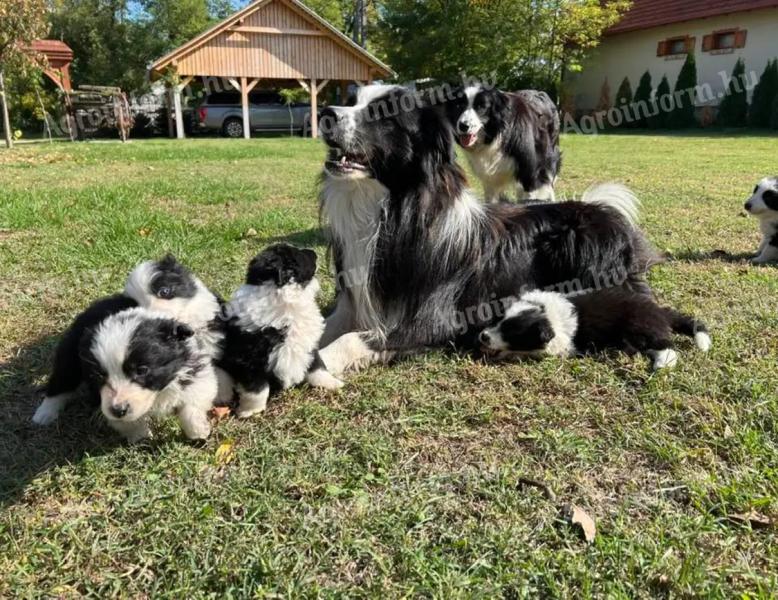 Border Collie kölykök